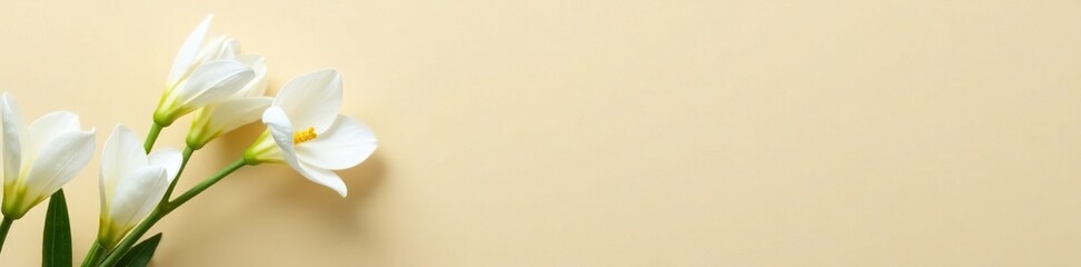 Naklejka premium White mogra flower buds on beige background, showcasing their unique shape and color, white, garden, spring