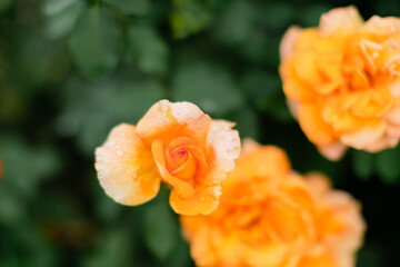 Beautiful peach-colored roses with water droplets on petals against dark green blurred background. Soft focus garden photography with gentle morning dew.