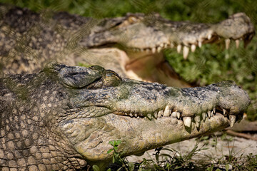 Close up of a Saltwater crocodile sunbathing under the sun in Taiping Zoo
