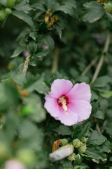 A close-up of a delicate pink hibiscus flower in full bloom, surrounded by lush green leaves with a softly blurred background.