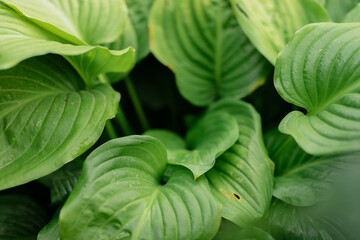 Close-up macro shot of a fresh green hosta leaf showing detailed parallel venation pattern and...