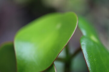 Peperomia polybotrya Raindrop pieniążek
