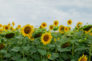 Obraz premium A vast sunflower field under a bright sky. Tall sunflowers in different stages of growth, some fully ripe with large golden heads. Warm sunlight enhances the vibrant yellow and green hues. 