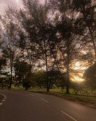 Obraz premium Golden Sunset Through Pine Trees Along a Serene Roadway