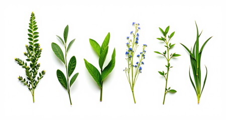 R&oacute;żnego rodzaju rośliny na białrm tle. Gotowe do użycia we własnych projektach.