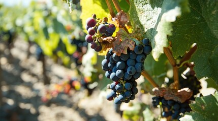 Naklejka premium Tasting red wine among lush vineyard grapes showcasing the essence of wine production and the beauty of nature's bounty.