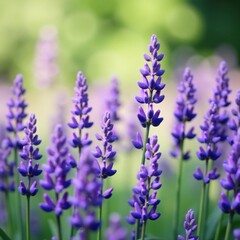 Naklejka premium Delicate purple flowers sway gently in the breeze, serene atmosphere, lavender hues, gentle movements