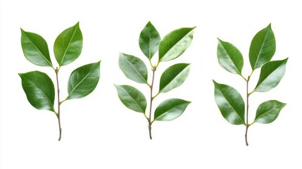 Fototapeta premium Tropical green leaves and branches collection isolated on white background with clipping path for design and decoration purposes