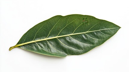 Obraz premium Green tropical leaf with intricate veins isolated on a clean white background showcasing natural beauty and organic design elements.