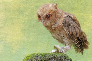 A Javan scops owl preys on a caterpillar on moss-covered ground. This nocturnal bird has the...