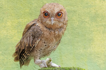 A Javan scops owl preys on a caterpillar on moss-covered ground. This nocturnal bird has the...