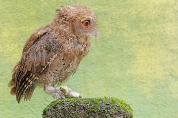 A Javan scops owl preys on a caterpillar on moss-covered ground. This nocturnal bird has the scientific name Otus lempiji.