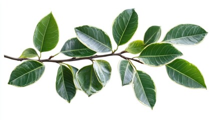Fototapeta premium Tropical green leaves on branch isolated with transparent background for botanical design and natural decoration themes