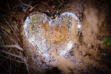 Heart form in a cut tree branch