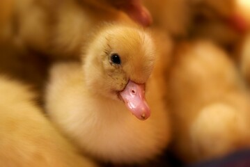 duckling close-up