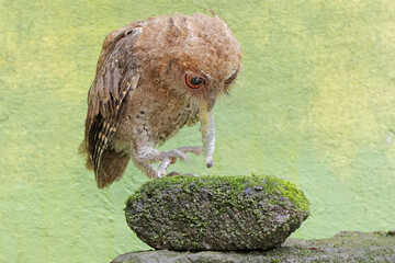 A Javan scops owl preys on a caterpillar on moss-covered ground. This nocturnal bird has the scientific name Otus lempiji.
