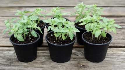 Tomato Seedlings Growing in Black Pots on Rustic Wooden Table for Gardening or Agriculture Concepts