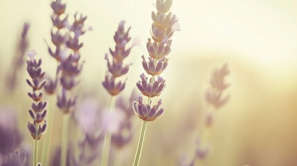 Lavender flowers in full bloom captured in a soft vintage tone at an organic farm during golden hour sunlight