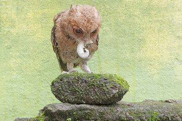 A Javan scops owl preys on a caterpillar on moss-covered ground. This nocturnal bird has the scientific name Otus lempiji.
