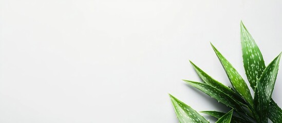 Fototapeta premium Aloe Vera Plant Isolated on White Background Ideal for Health and Wellness Themes Featuring Space for Creative Text Placement