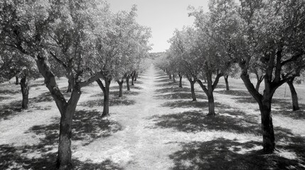 Naklejka premium Sunny orchard with rows of trees casting shadows on the ground in a serene countryside landscape during a bright day
