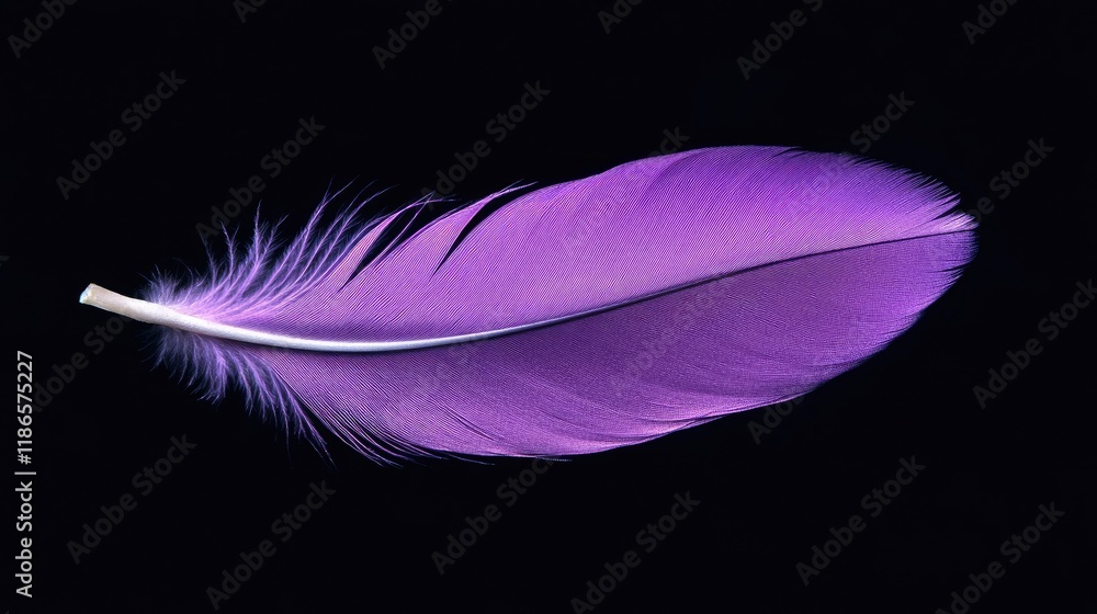 Poster vibrant violet goose feather isolated on a black background showcasing intricate details and soft te