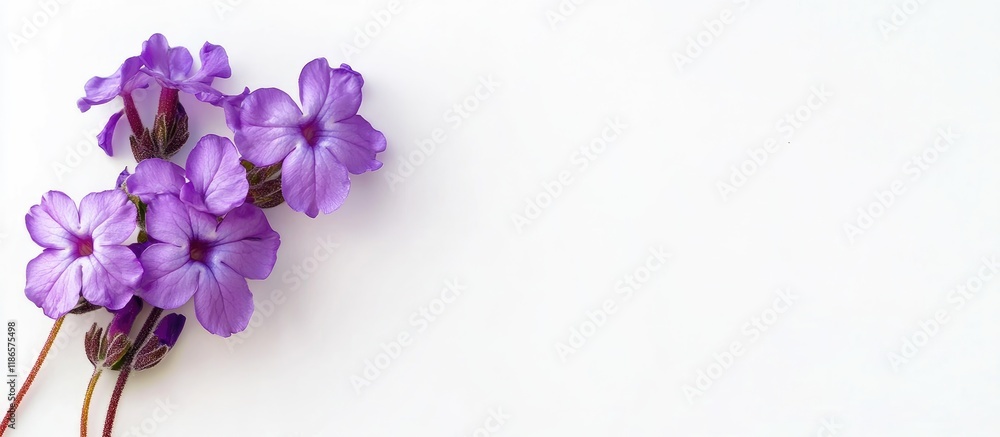 Poster vivid heliotrope flowers isolated on white background creating space for your text or design element