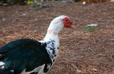 Black and White duck on the ground