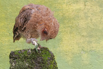 A Javan scops owl preys on a caterpillar on moss-covered ground. This nocturnal bird has the...