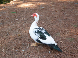 Black and White duck on the ground