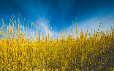 golden wheat field