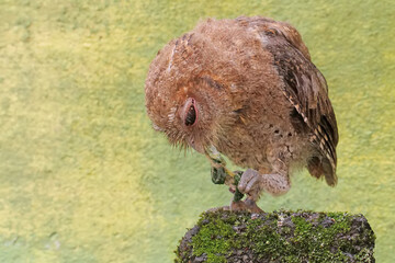 A Javan scops owl preys on a caterpillar on moss-covered ground. This nocturnal bird has the...