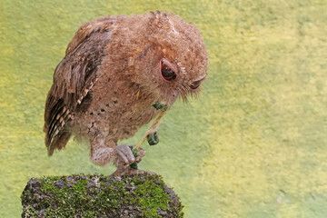 A Javan scops owl preys on a caterpillar on moss-covered ground. This nocturnal bird has the scientific name Otus lempiji.