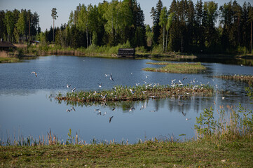 A flock of birds above the water of a forest lake on a spring day