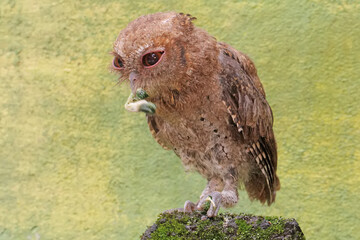 A Javan scops owl preys on a caterpillar on moss-covered ground. This nocturnal bird has the...