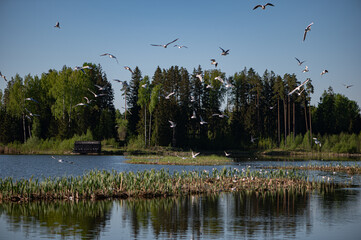 A flock of birds above the water of a forest lake on a spring day