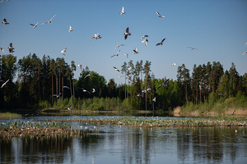 A flock of birds above the water of a forest lake on a spring day