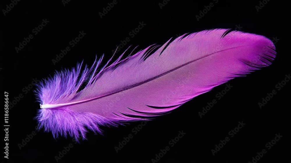 Poster vibrant violet goose feather elegantly displayed on a black isolated background showcasing its delic