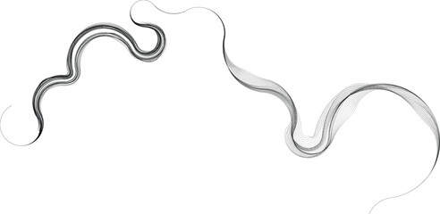 Decorative swirl of line. Intertwined curved lines .Abstract flow linear fluid shapes .Curly design element. Music sound wave . Swirl calligraphic flourish divider ornament design. Curve lines Vector 