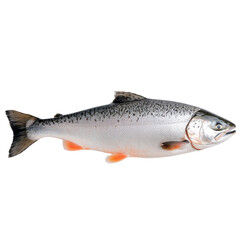Naklejka premium Whole raw salmon fish with scales and tail, showcasing its natural beauty and freshness. Perfect for culinary presentations or seafood displays