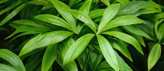 Lush green tropical palm leaves perfect for botanical art and interior design inspiration showcasing nature's beauty and elegance