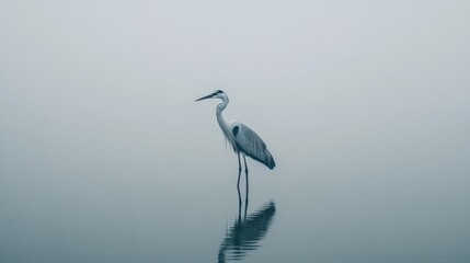 Elegant crane gracefully poised in tranquil foggy landscape reflecting on still water surface