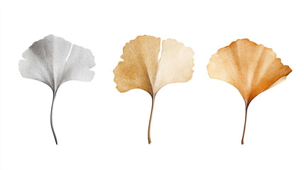 Three Ginkgo Biloba Leaves Gray Beige and Brown Autumn Foliage Collection