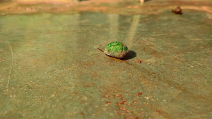 hollow shelled snail on a tile.