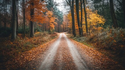 Obraz premium tranquil forest road with autumn foliage surrounded by trees leading into a serene countryside landscape in soft natural light