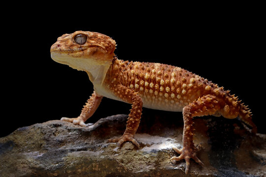 Centralian rough knob-tail gecko (Nephrurus amyae) on a rock, Centralian rough knob-tail gecko (Nephrurus amyae) isolated on black background