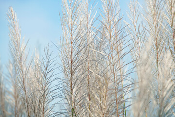 Obraz premium Delicate White Grass Against a Clear Blue Sky on a Sunny Day