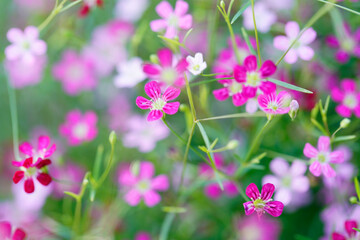 Vibrant Pink Wildflowers Blooming in a Lush Green Meadow