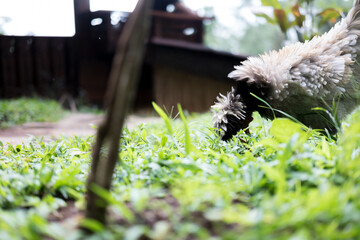 Fluffy light-colored chicken foraging in green grass. Free-range farm scene.