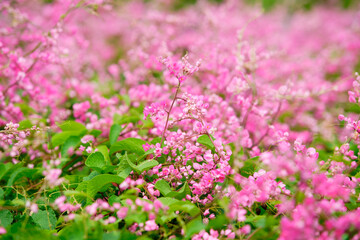 Vibrant Pink Flowers in a Lush Green Landscape During Springtime